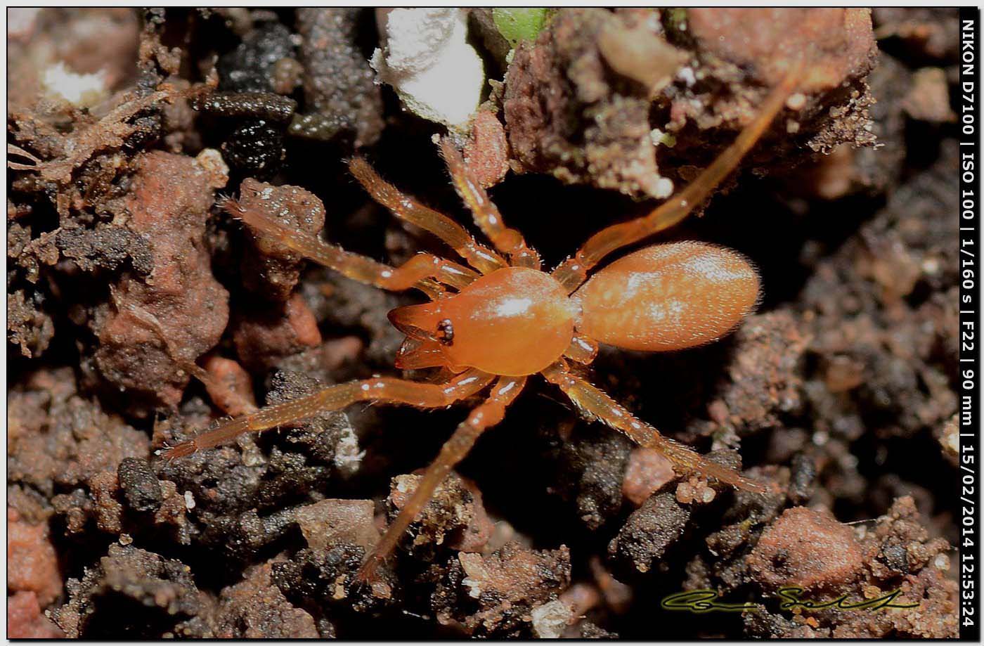 Dysdera sp. - Alghero (SS)
